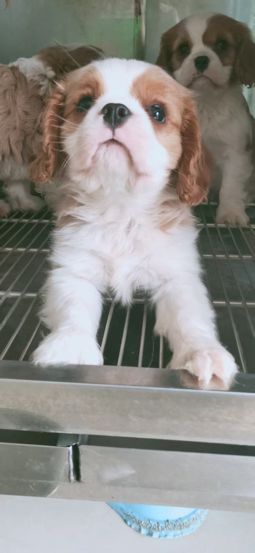 精品骑士查理王小猎犬